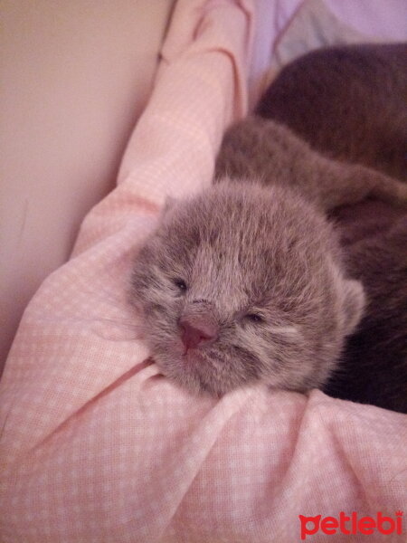 British Shorthair, Kedi  Cesur fotoğrafı