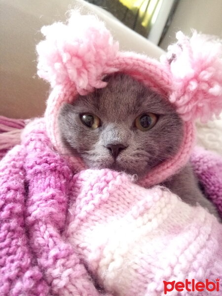 British Shorthair, Kedi  Cesur fotoğrafı