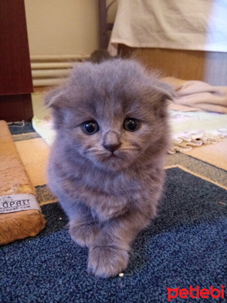 British Shorthair, Kedi  Cesur fotoğrafı