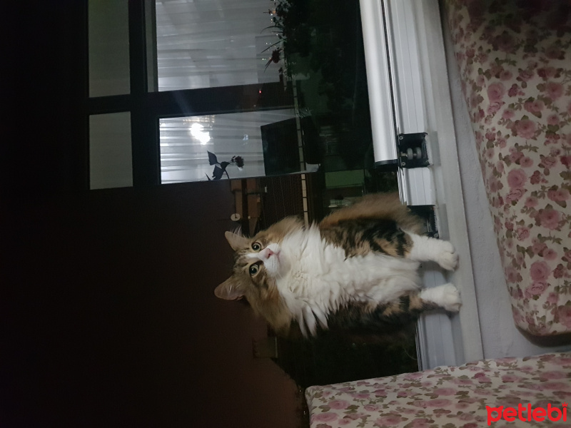 Norwegian Forest, Kedi  Cüneyt fotoğrafı