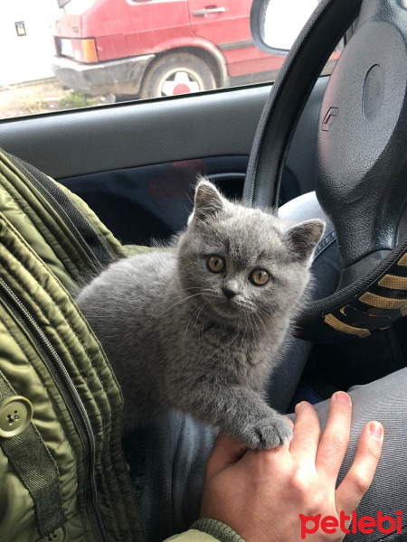British Shorthair, Kedi  Hera fotoğrafı