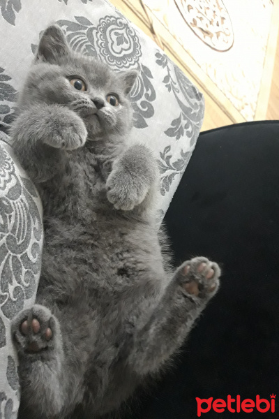 British Shorthair, Kedi  Hera fotoğrafı