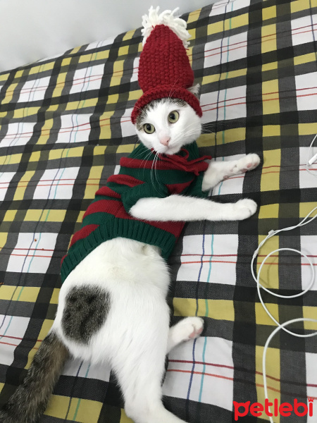 Tekir Kedi, Kedi  Cano fotoğrafı
