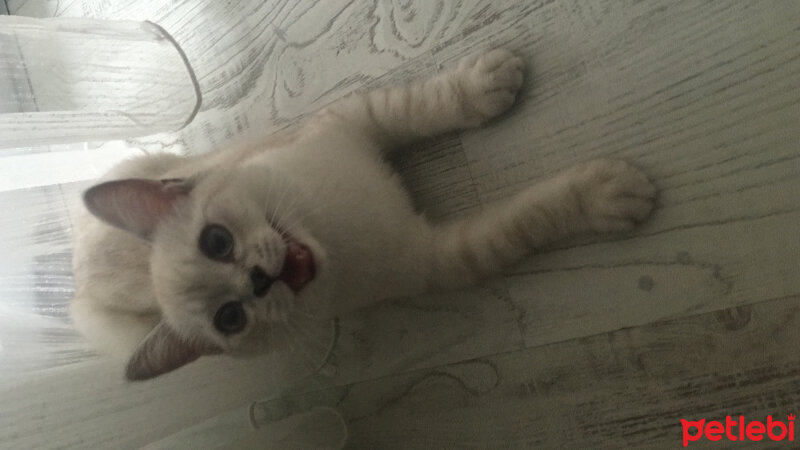 British Shorthair, Kedi  Sirius fotoğrafı