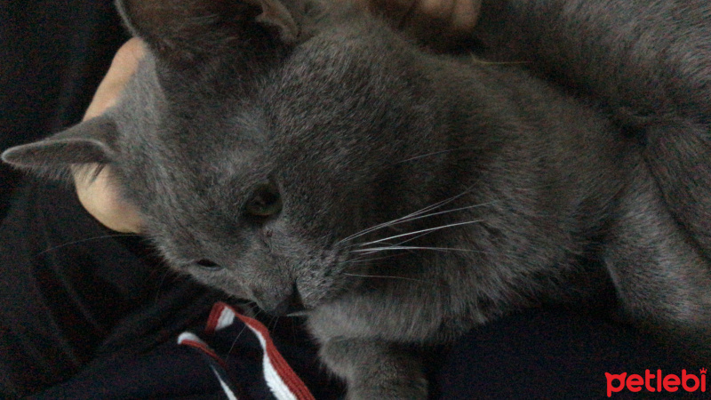 British Shorthair, Kedi  Viki fotoğrafı