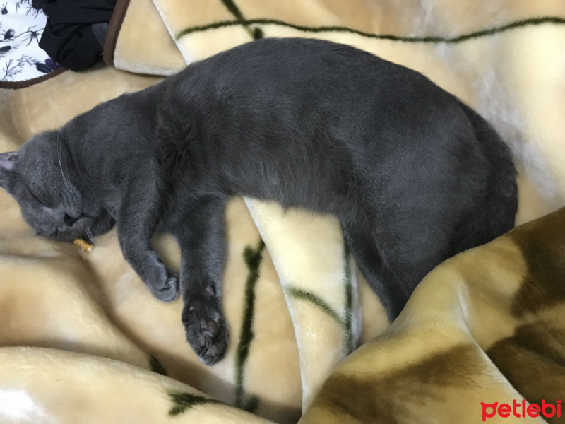 British Shorthair, Kedi  Viki fotoğrafı