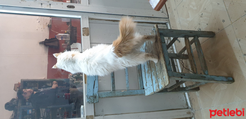 Tekir Kedi, Kedi  Darcia fotoğrafı
