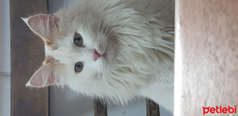 Tekir Kedi, Kedi  Darcia fotoğrafı