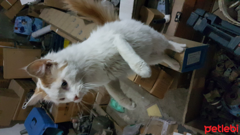 Tekir Kedi, Kedi  Darcia fotoğrafı