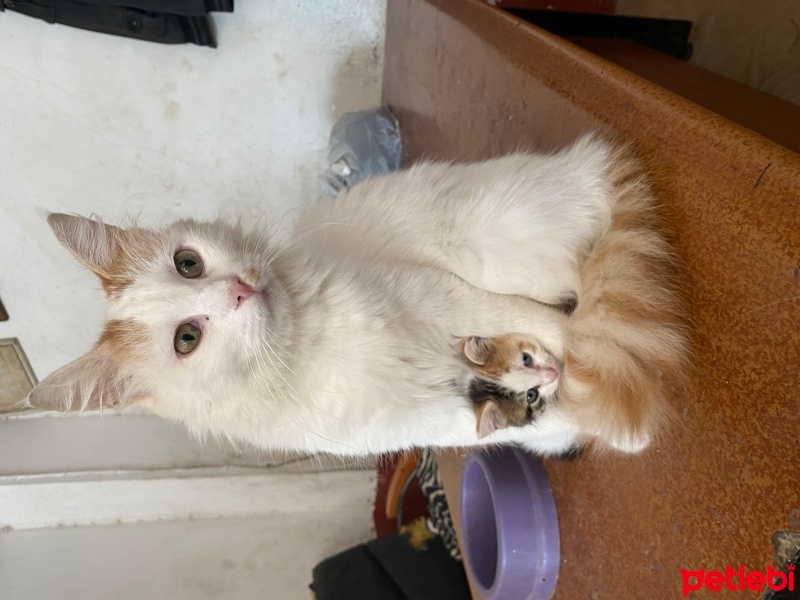 Tekir Kedi, Kedi  Darcia fotoğrafı