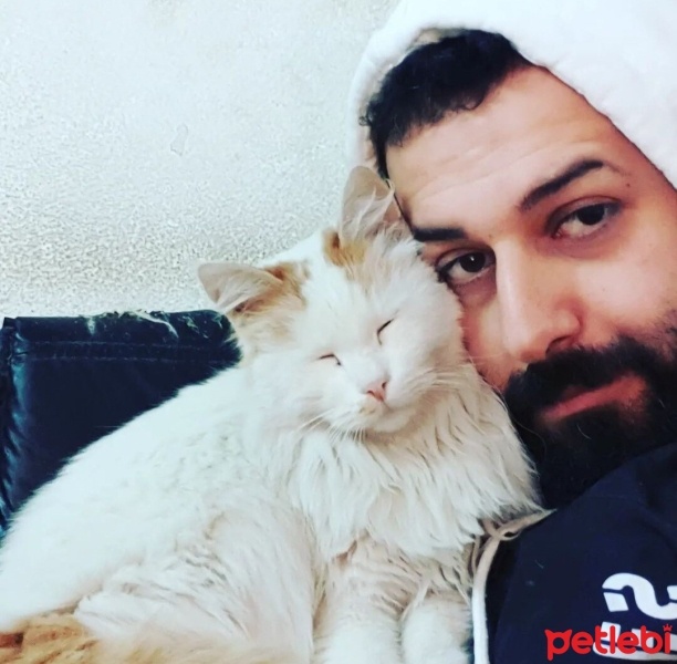 Tekir Kedi, Kedi  Darcia fotoğrafı