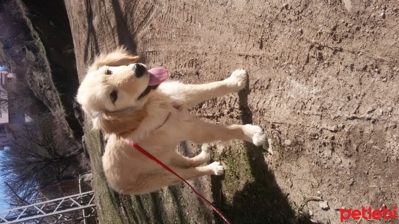 Golden Retriever, Köpek  Şila fotoğrafı