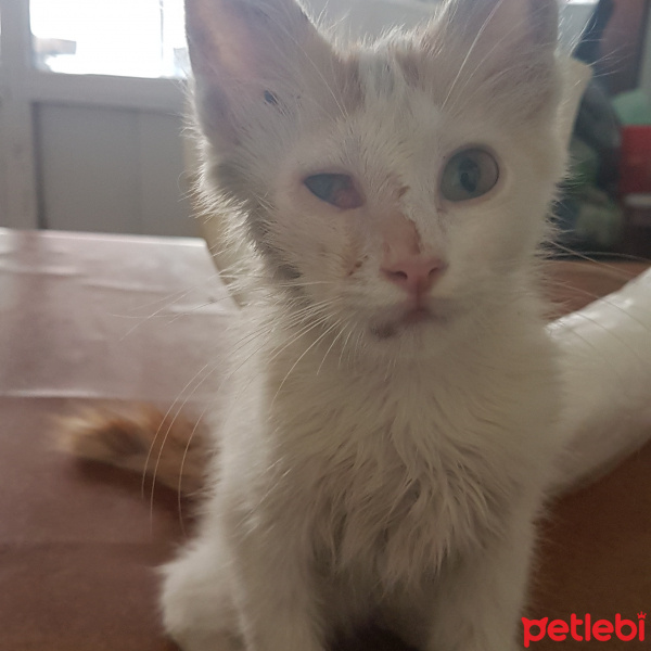 Tekir Kedi, Kedi  Darcia fotoğrafı