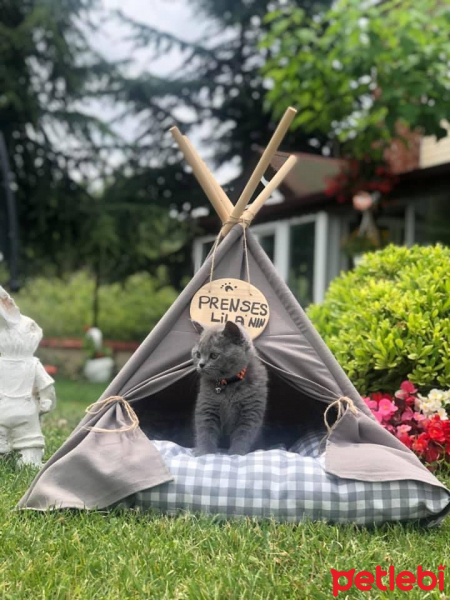 British Shorthair, Kedi  Lila fotoğrafı