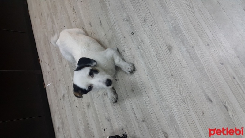 Maltese, Köpek  Paşa fotoğrafı