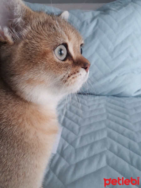 British Shorthair, Kedi  Leo fotoğrafı