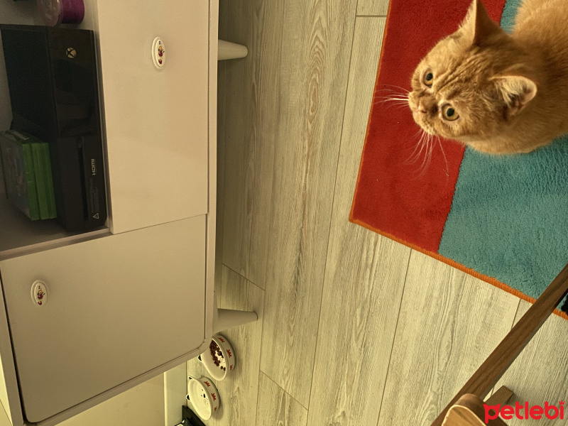 Exotic Shorthair, Kedi  Güneş fotoğrafı