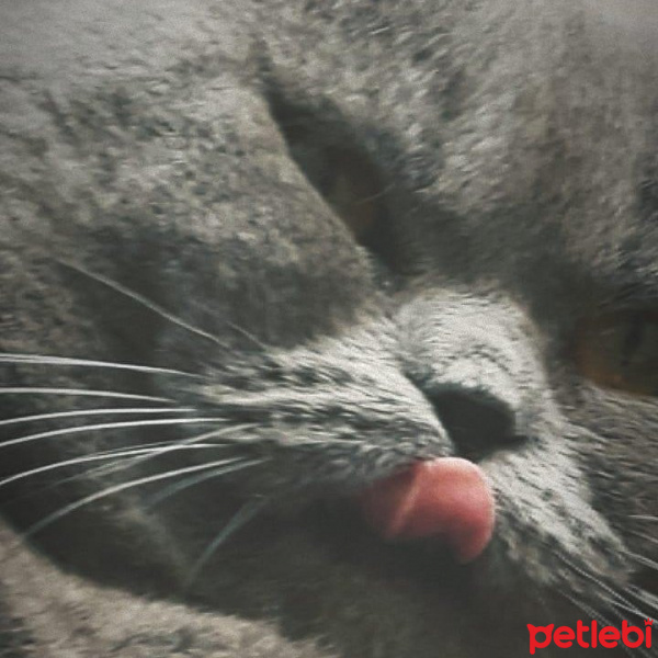 Scottish Fold, Kedi  Lulu fotoğrafı