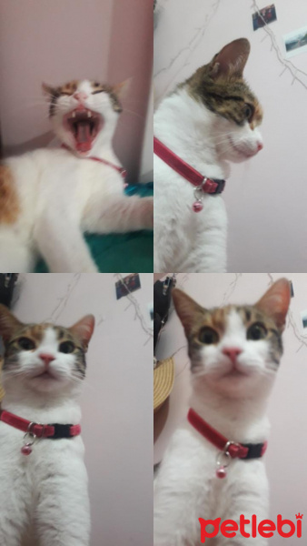 Tekir Kedi, Kedi  Dalin fotoğrafı