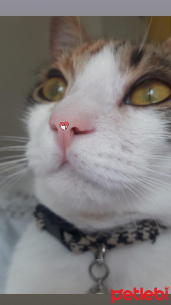 Tekir Kedi, Kedi  Dalin fotoğrafı