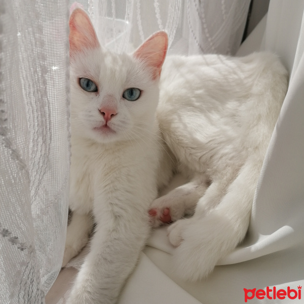 Ankara Kedisi, Kedi  SAKIZ fotoğrafı