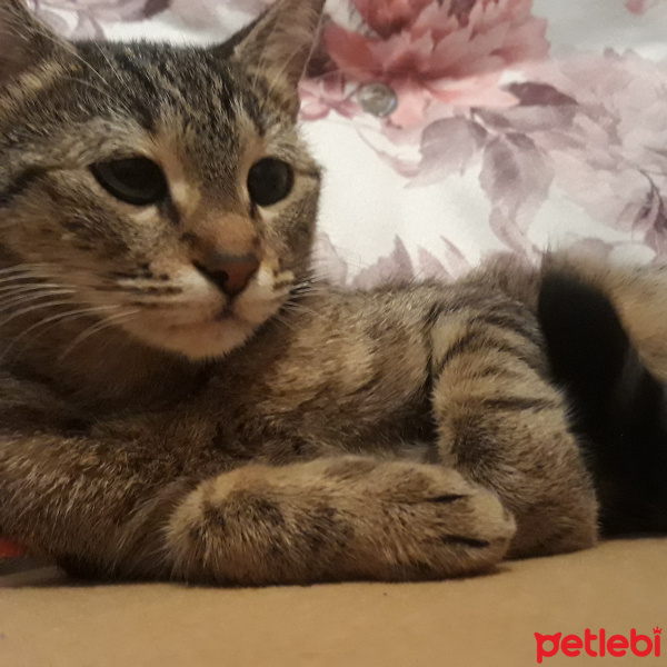 Tekir Kedi, Kedi  Lena fotoğrafı