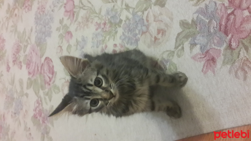 Tekir Kedi, Kedi  Çita fotoğrafı