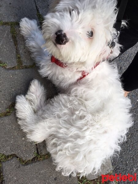 Maltese, Köpek  Daisy fotoğrafı