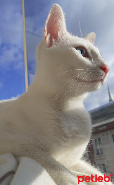 Van Kedisi, Kedi  Sakız fotoğrafı