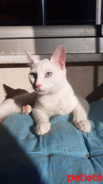 Van Kedisi, Kedi  Sakız fotoğrafı