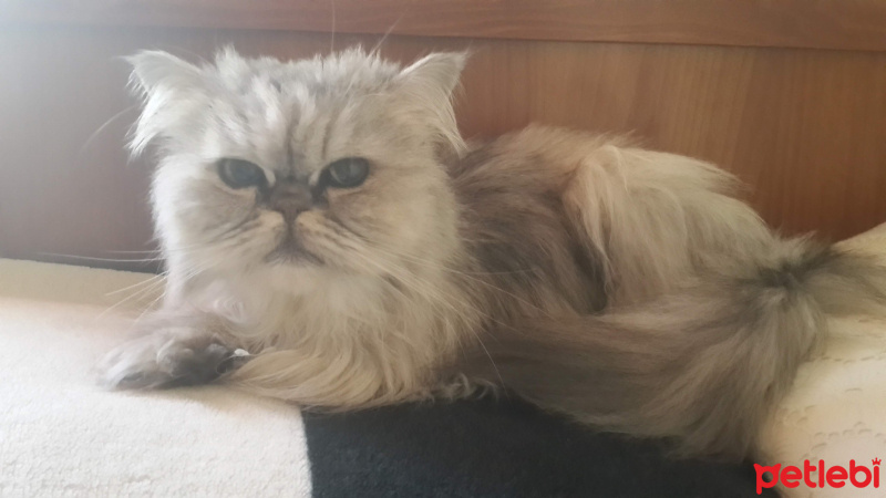 İran Kedisi (Persian), Kedi  Duman fotoğrafı