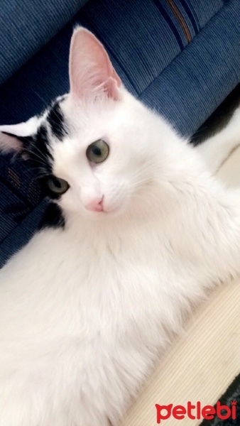 Ocicat, Kedi  Silas fotoğrafı
