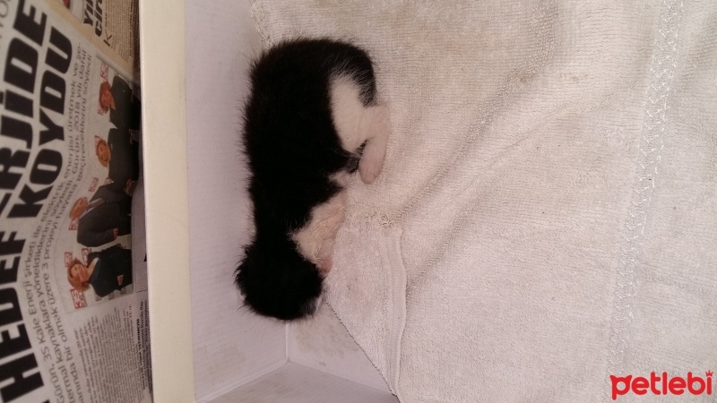 Abyssinian, Kedi  lutfenn fotoğrafı