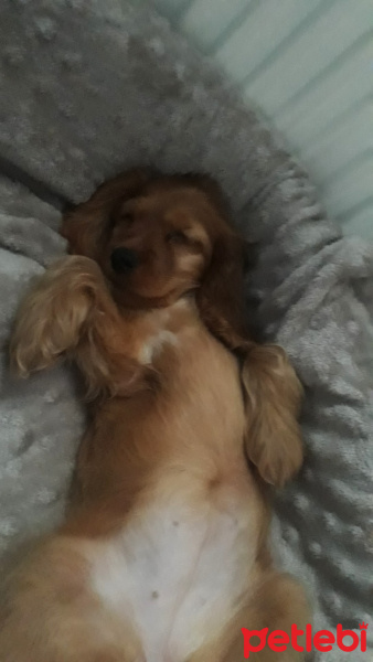 İngiliz Cocker Spaniel, Köpek  Hera fotoğrafı