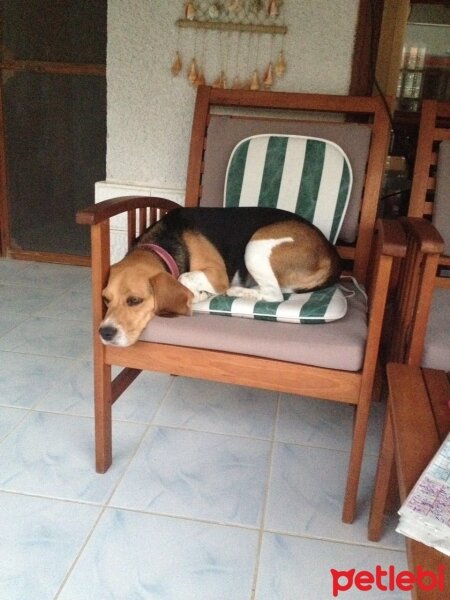 Beagle, Köpek  Çilek fotoğrafı