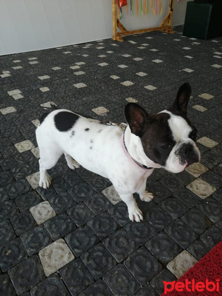 Fransız Bulldog, Köpek  Buti fotoğrafı