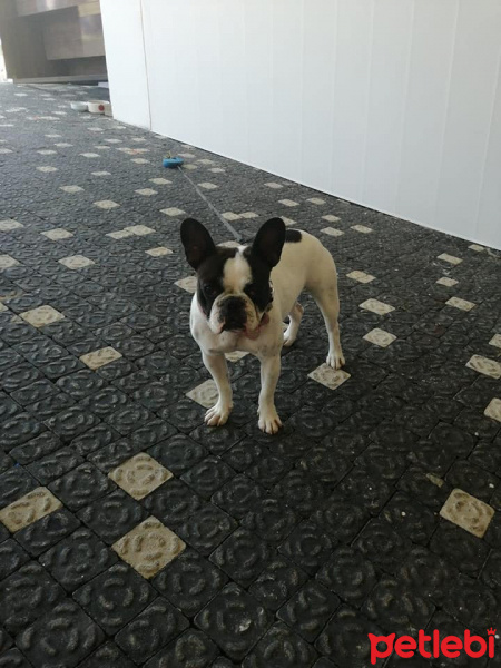 Fransız Bulldog, Köpek  Buti fotoğrafı