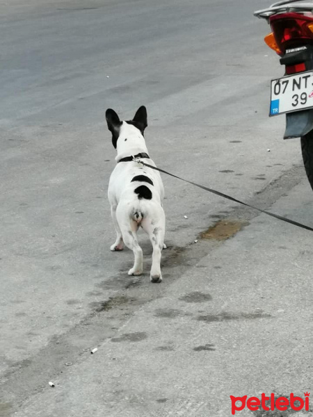 Fransız Bulldog, Köpek  Buti fotoğrafı