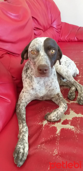 Alman Kısa Tüylü Pointer, Köpek  Dobi fotoğrafı