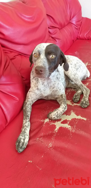 Alman Kısa Tüylü Pointer, Köpek  Dobi fotoğrafı