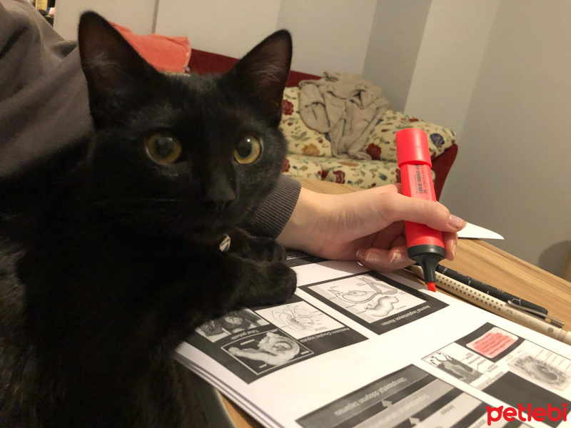 Tekir Kedi, Kedi  Tesla fotoğrafı