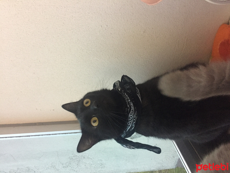 Tekir Kedi, Kedi  Tesla fotoğrafı