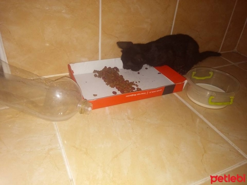 Ankara Kedisi, Kedi  Daha koymadık. fotoğrafı