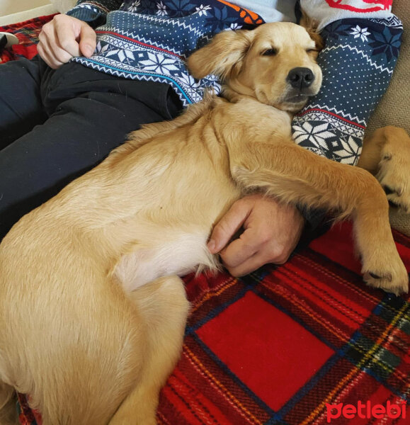 Golden Retriever, Köpek  Zeyno fotoğrafı