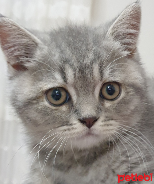 British Shorthair, Kedi  Pars fotoğrafı