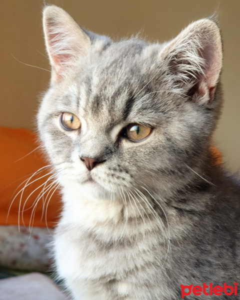 British Shorthair, Kedi  Pars fotoğrafı
