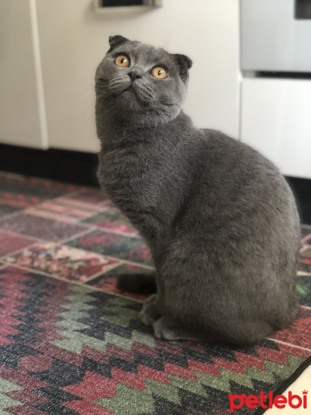 Scottish Fold, Kedi  Leo fotoğrafı