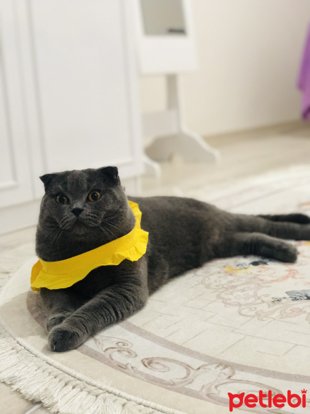 Scottish Fold, Kedi  Leo fotoğrafı