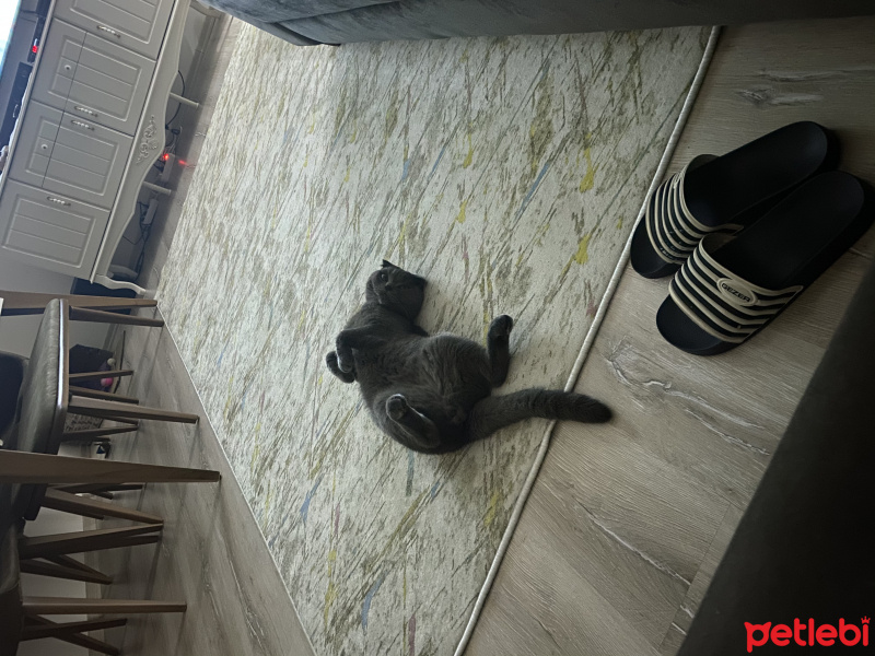 Scottish Fold, Kedi  Leo fotoğrafı