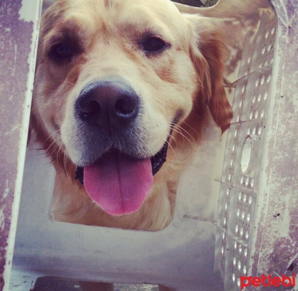 Golden Retriever, Köpek  Tom fotoğrafı